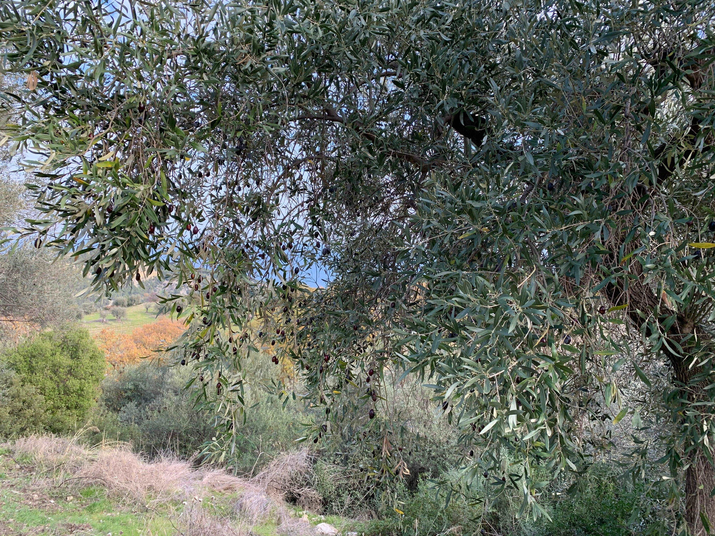 Olio di Roseto - Lattina da 5 litri - Fiera di Monza Shop